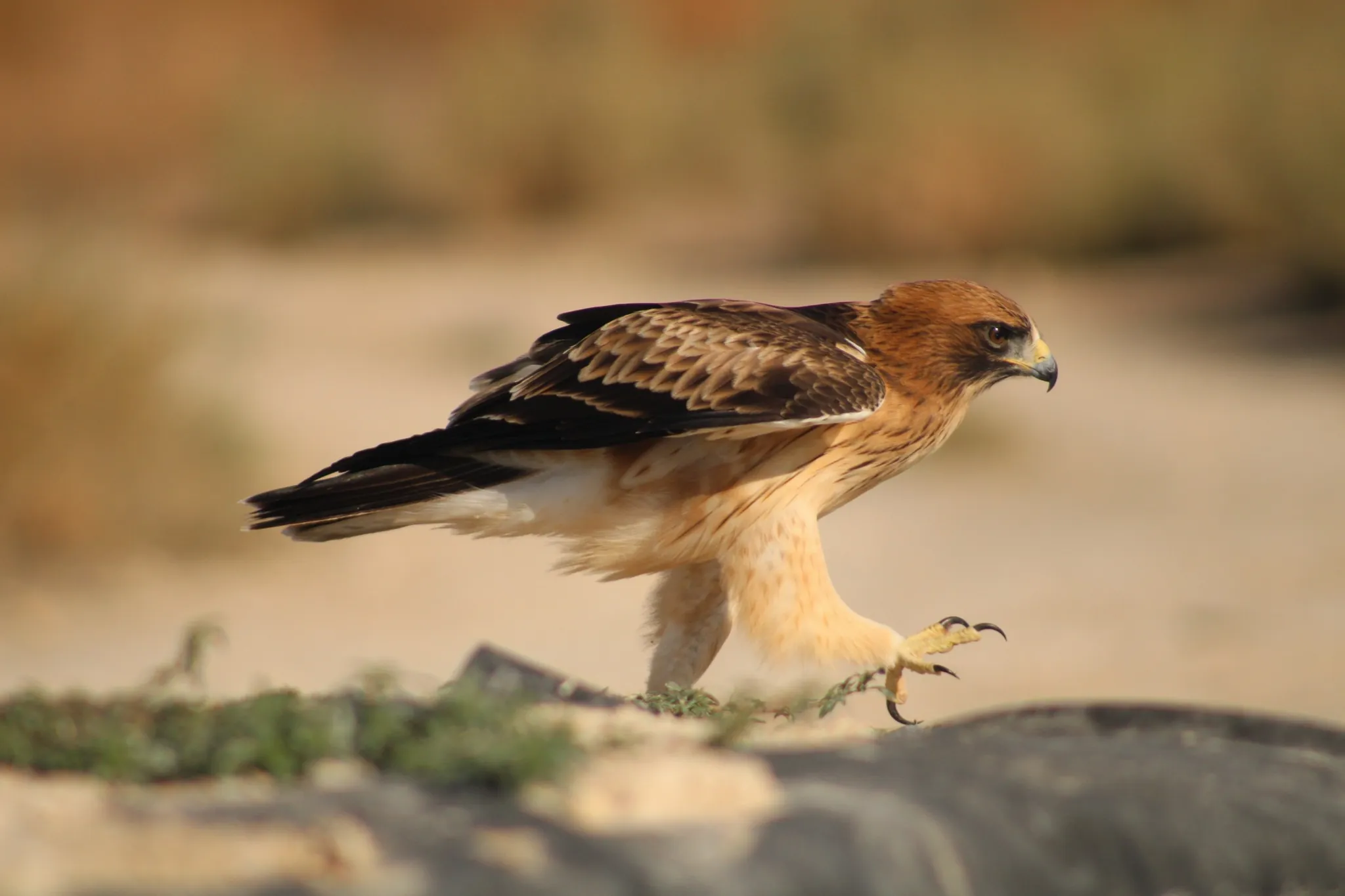 Águila calzada