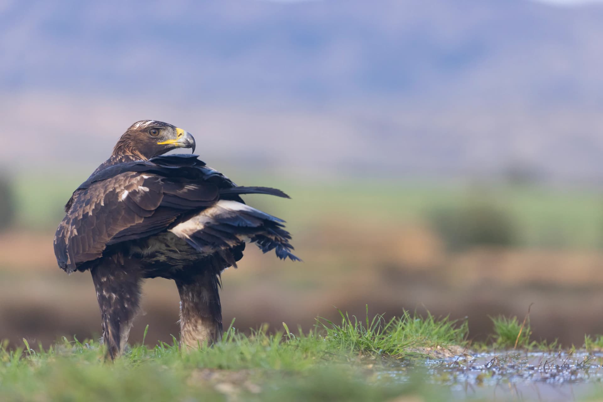 Águila real ante la Sierra de Alcubierre entre los tonos fríos que ofrece el ambiente invernal