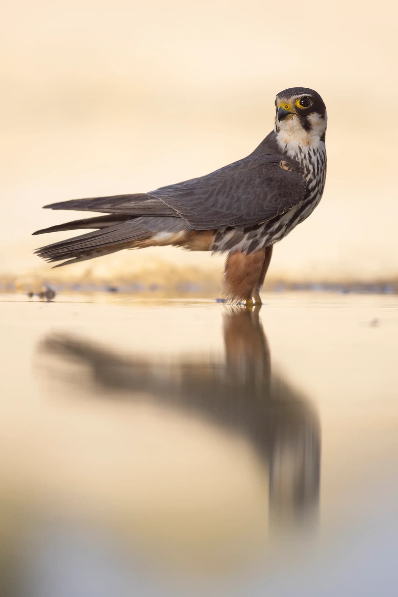 Alcotán y su reflejo en las aguas de una charca monegrina durante las últimas luces