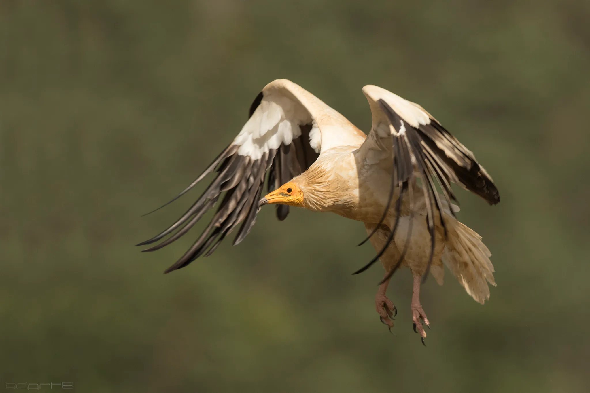 Alimoche volando