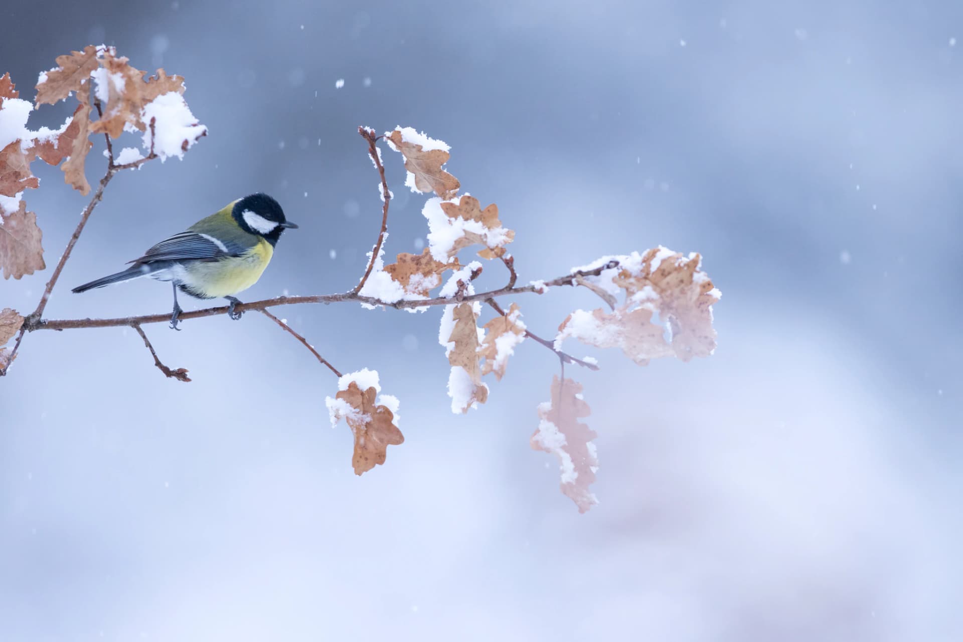 Carbonero común posado en rama de roble durante un día de nieve