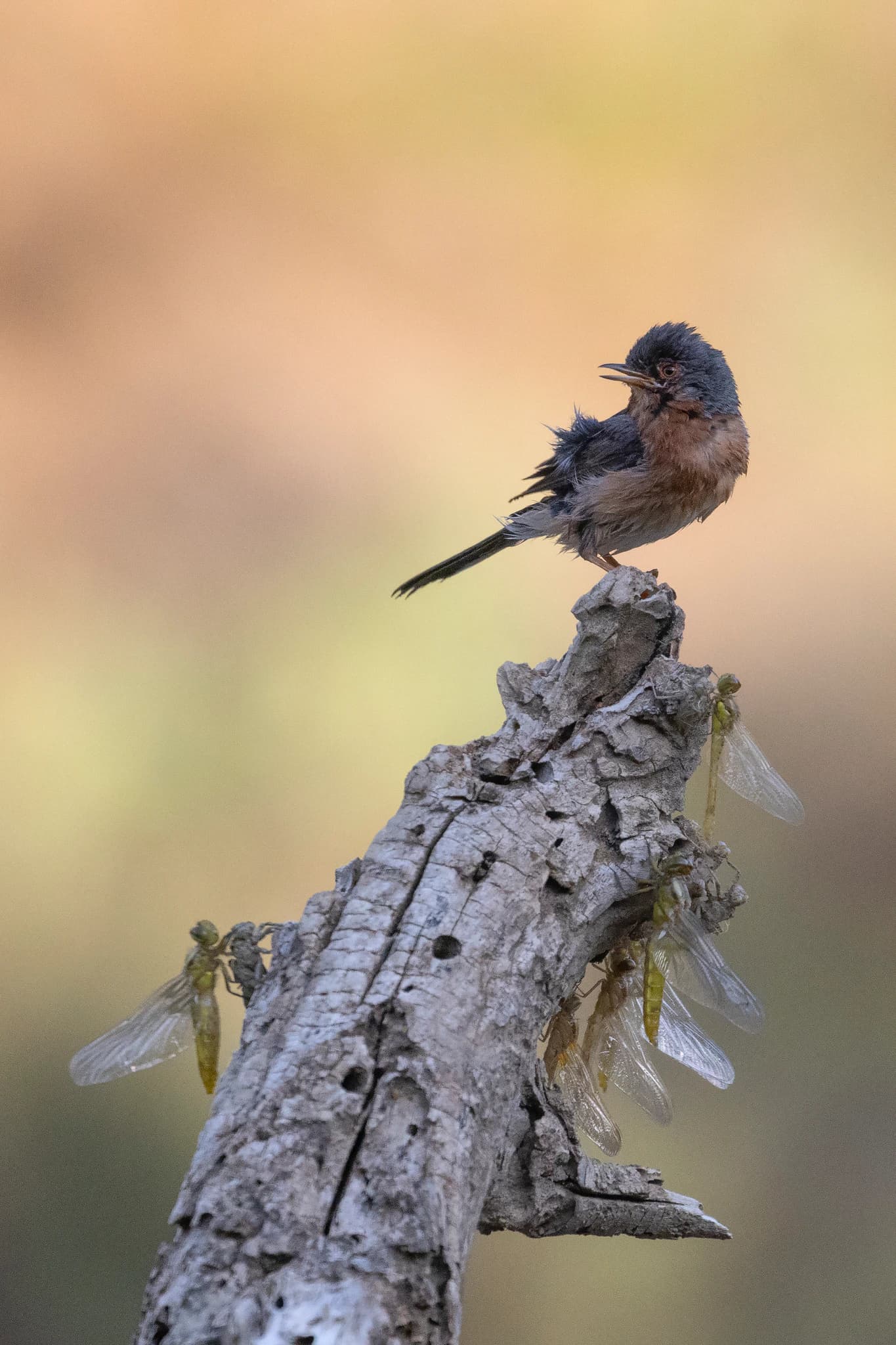 Curruca carrasqueña posada en rama seca que sobresalía de las aguas de una charca y, en la cual, hay varias libélulas estirando sus alas habiendo dejado atrás su estado de larva.