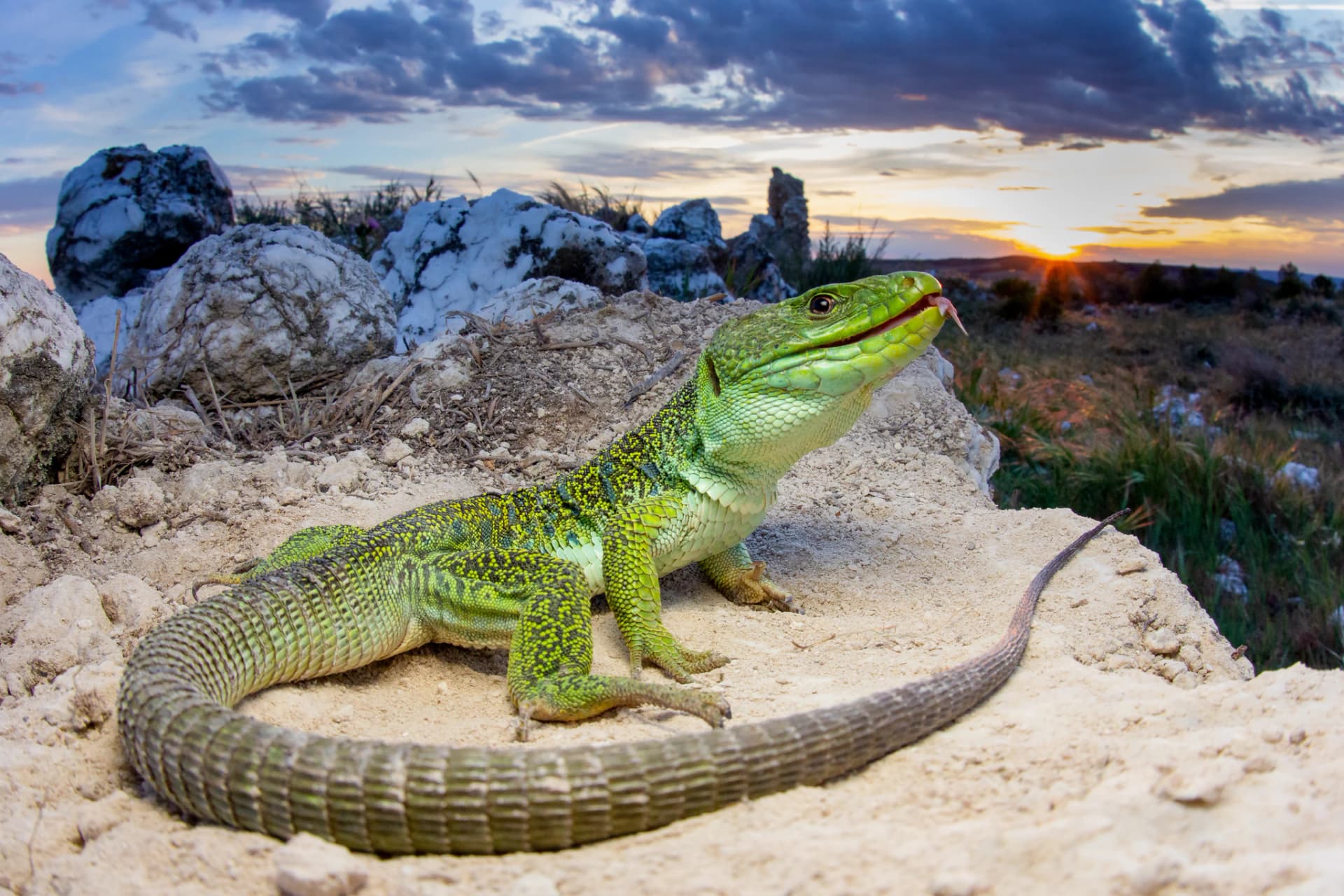 Lagarto ocelado entre piedras de yeso con la puesta de sol al fondo