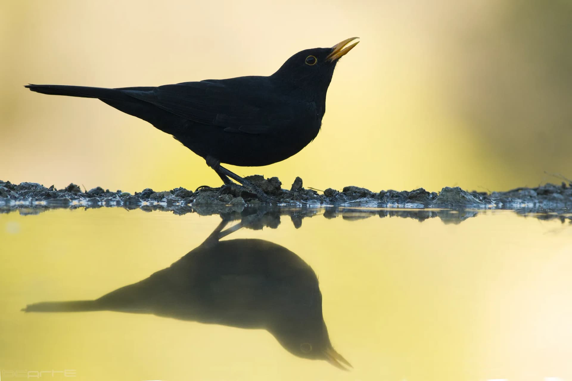 Mirlo y su reflejo