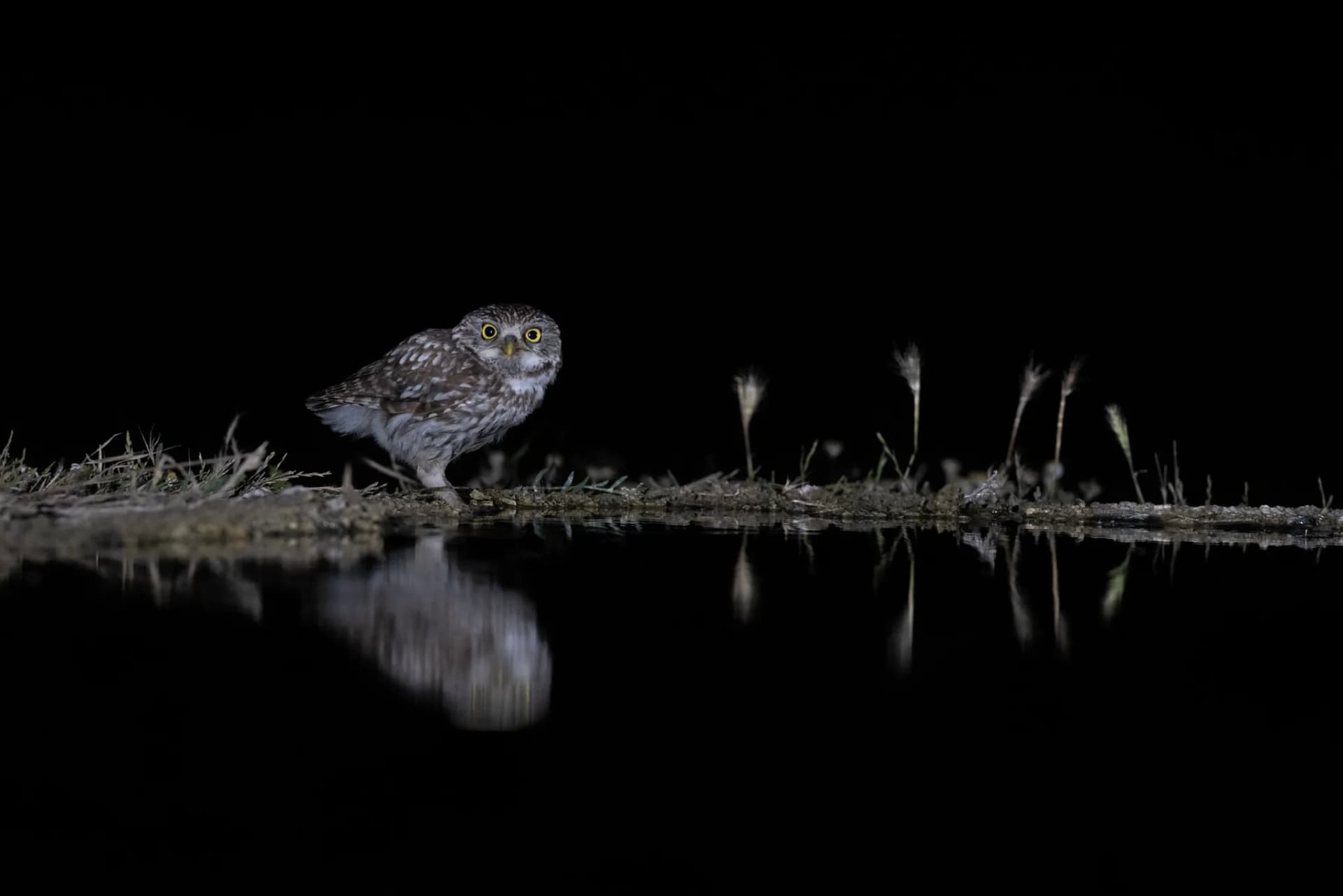 Mochuelo durante la noche en una charca