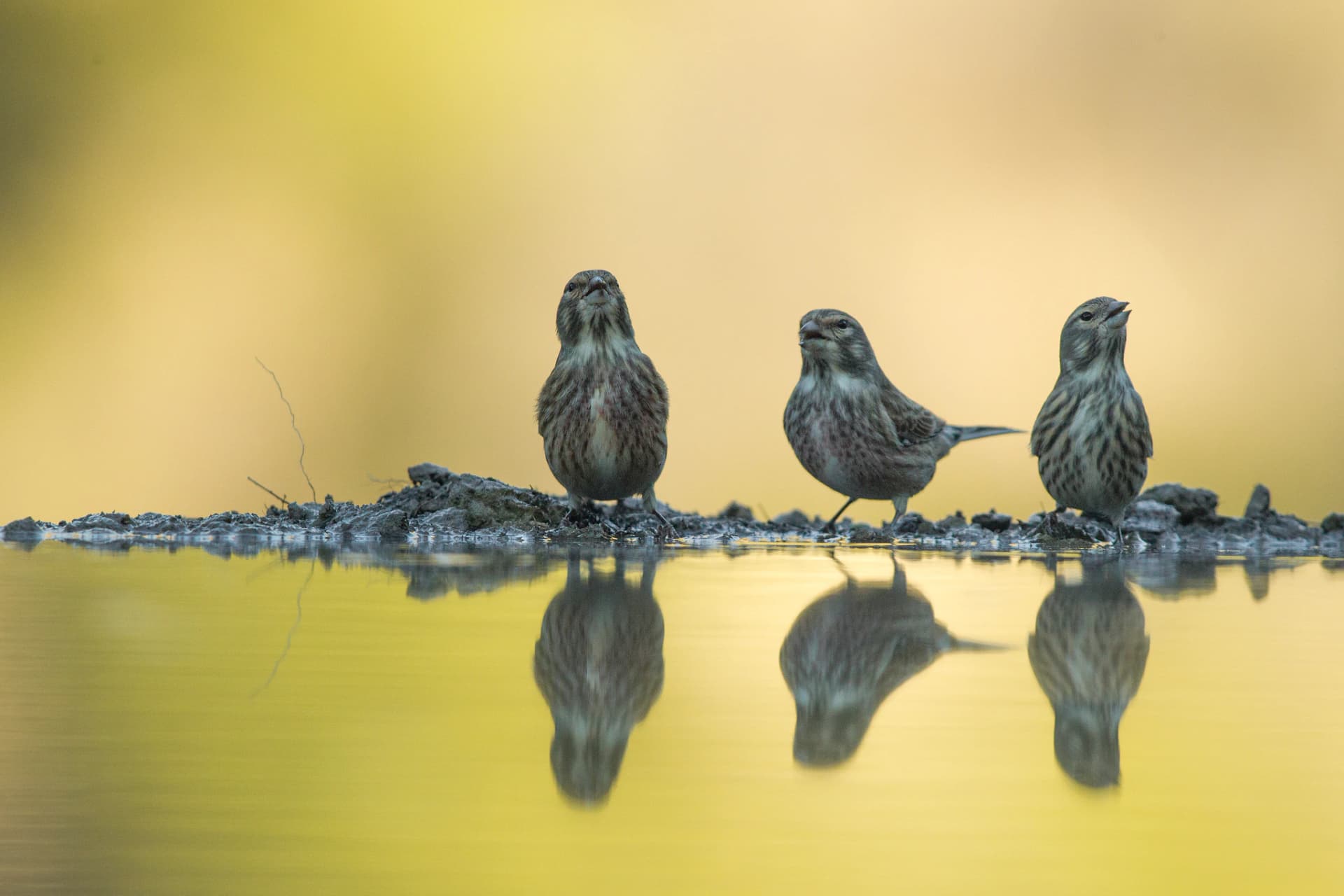 Tres ejemplares de pardillo común en la orilla de una charca en la que se reflejan junto al fondo que recibe las primeras luces de la mañana