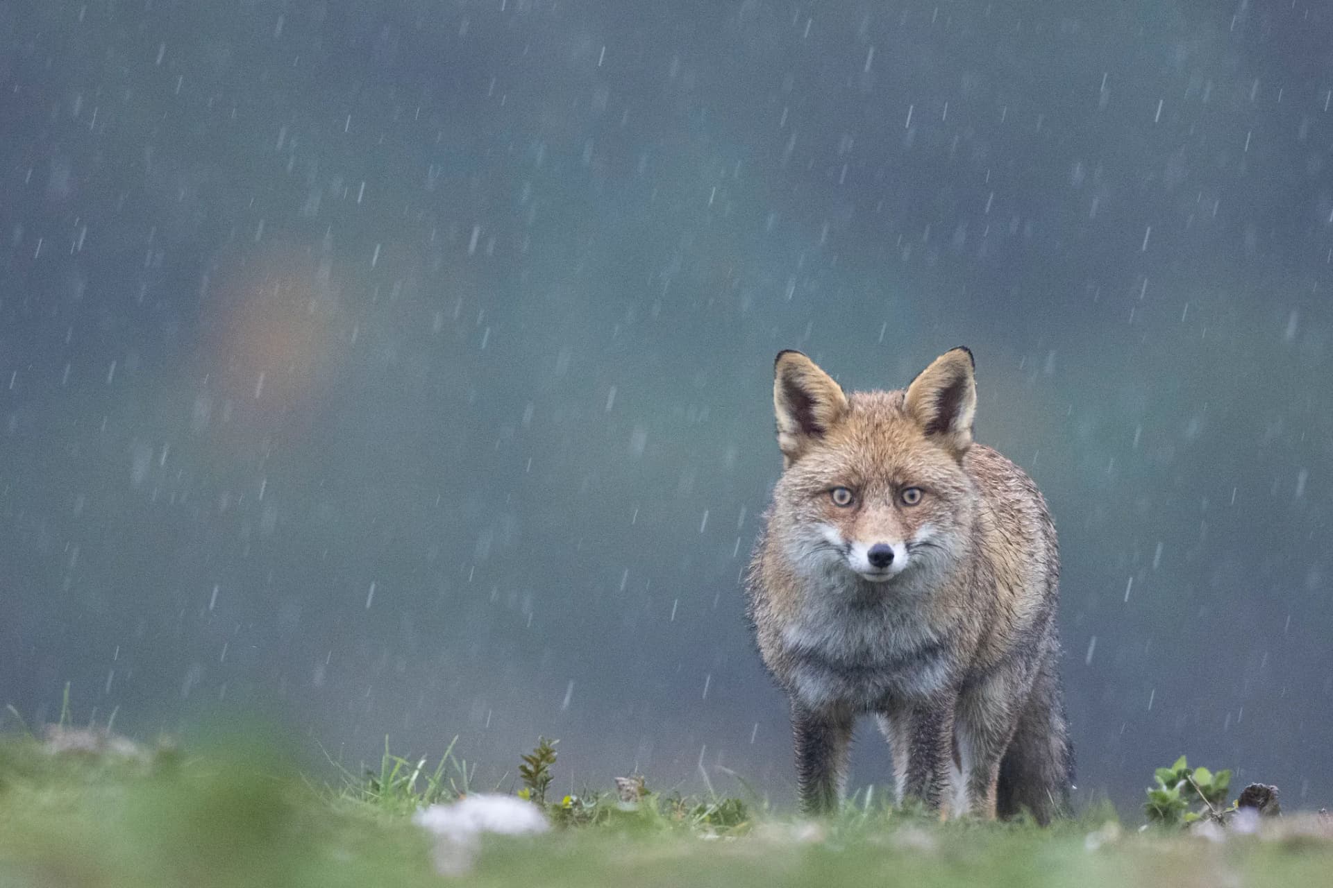 Zorro bajo la lluvia